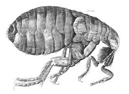 File Hookeflea01 Jpg Fleas Diatomaceous Earth Fleas Flea Infestation