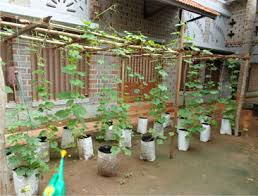More images for how to make home garden in tamil » Horticulture Landscaping Roof Gardens