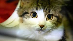 Baby cats grow so quickly that some kitten foods aren't tailored to their nutritional needs. Shenzhen Becomes First Chinese City To Ban Eating Cats And Dogs Bbc News