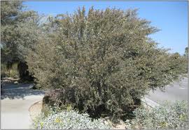 Image result for Acacia lasiopetala