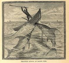 Ferociuos Attack Of Sword Fish Book Outline Illustration Animals