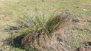 Image result for Schoenoplectus scirpoides