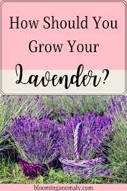 Grow Lavender Growing Lavender Harvesting Lavender Dried Lavender Flowers