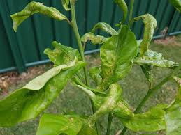 Citrus Disease On Young Lemon And Lime Tree