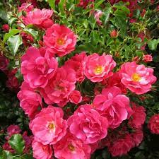 Introduced by anthony tesselaar plants. Flower Carpet Pink Supreme Rose Just Blooms And Blooms All Summer Long With Minimal Care Or Effort The Perfe Beautiful Flowers Flowers Landscaping With Roses