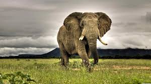 Elephants Animals African Nature Grass Savannah Overcast Wildlife Photography Wallpapers Hd Desktop And Mobile Backgrounds Are you searching for wildlife photography png images or vector? elephants animals african nature