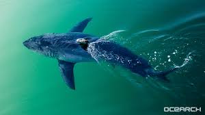 Ocearch is on a mission to ensure abundant oceans for future generations and you're invited to join us through our. Miss Costa 1 668 Lb Great White Shark Makes Her Way Through Northern Gulf Of Mexico Abc13 Houston