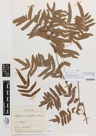 Image result for Ampelopteris