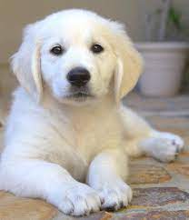 We did not find results for: Golden Retrievers Dogs Somerset Golden Retrievers Contact Us Golden Retriever Dogs Golden Retriever Dog Groomers