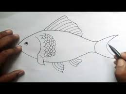 .terbalik, menggambarkan gejala unik berupa gaya renang ikan cupang yang terbalik, dengan daftarhewan.com. Cara Menggambar Ikan Youtube