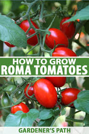 Tomatoes can add wonderful flavor and nutrition to your favorite recipes. How To Grow Roma Tomatoes Gardener S Path