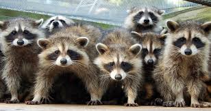 Maybe you would like to learn more about one of these? Raccoons Common Raccoon Diseases New England Today