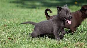 Kelpie Puppy Online Shopping
