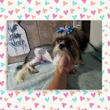 If you are unable to find your companion in our dogs for adoption sections, please consider looking thru the directory of rescue organizations, to see if they have any current dogs for adoption listings. Raleigh Puppies And Dogs For Adoption Home Facebook