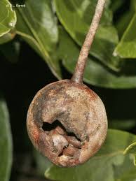 Image result for Capparis fascicularis