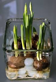 Easy And Simple How To Grow Tulips And Daffodils In A Vase Without Soil The Real Healthy Thing Plants Garden Gifts Garden Projects