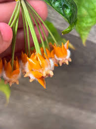 Image result for Polystachya spatella