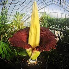 Once a year from a humble looking cactus like plant arises a bud which blooms at night to an exquisite flower the size of a grapefruit, emitting an overwhelming perfume, and then dies within hours. What Is The Name Of Flower That Blooms Only Once In 100 Years Quora