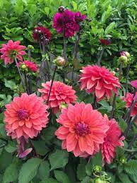 Pin On Dahlias