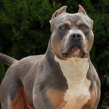 A common misconception is that it is the same as the pit bull. Xxl American Bully Xxl Luxor Bullys Odysseus American Bully Xxl Xxl American Bully American Bully