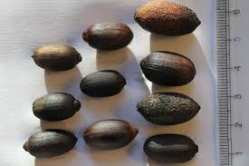 Image result for Gnetum