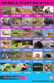 Animals That Start With C Useful List Of 60 Animals Starting With C Visual Dictionary Visual Dictionary Animals Pet Birds