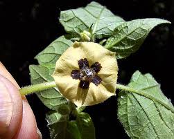 Image result for Physalis pubescens