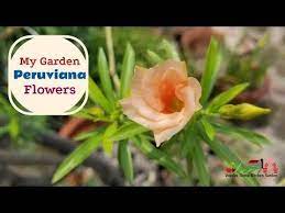 China Kaner Tree Flowers Blooms At Asim Roofop Garden Peruviana Flowers Lucky Net Tree Youtube Garden Flowers Bloom