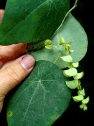 Image result for Cissampelos