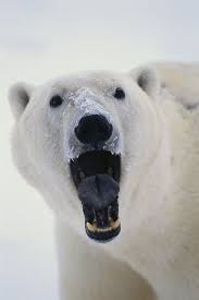 Hiper Inspiracoes Polar Bear Bear Animals