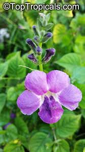 Image result for Asystasia