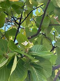 Image result for Guettarda