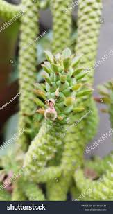 Image result for Monadenium lugardiae