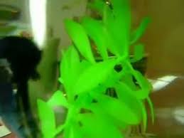 World S Oldest Betta Fish Youtube