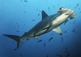 Image result for Shark