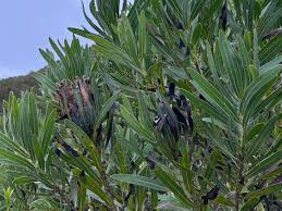 Image result for Salacia bussei