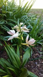 Image result for Phaius