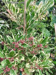 Image result for Ardisiandra wettsteinii