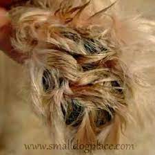 Matted Dog Ten Tips For Removing Mats From Your Dog S Coat Shih Tzu Grooming Shih Tzu Puppy Dog Paw Pads