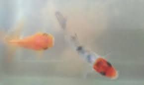 Ternyata cincin emas atau jarum juga dapat digunakan untuk melihat perbedaan lovebird jantan dan betina. Apa Perbedaan Dari Ikan Mas Koki Betina Dan Jantan Plis Di Jawab Brainly Co Id