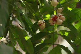 Image result for Polystachya anastacialynae