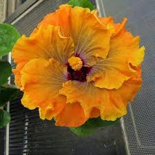 Dec 03, 2020 · some types hibiscus plant is can be toxic to dogs, meaning that the plant itself may contain materials that are deemed toxic to dogs. Hibiscus Beautiful Flowers Showy Flowers Hibiscus Flowers