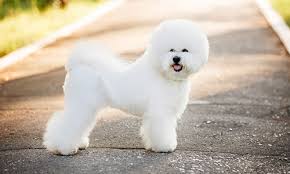 Whether you're looking for a new addition to your large family or want to find that perfect canine companion to call when it comes to fluffiness, malamutes don't always have long coats. 40 Dog Breeds That Don T Shed A Lot For Hypoallergenic Owners