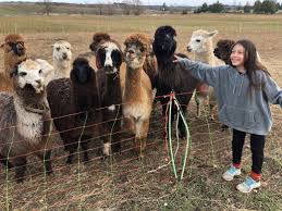 The farm itself is surprisingly compact but full of animals, many out in the fields. You Can Physically Distance While Petting The Animals At This Peterborough Area Farm Peterborough Globalnews Ca