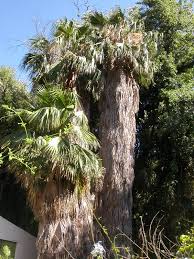 Image result for Wiesneria filifolia