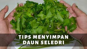 Cara simpan bunga kantan untuk tahan lama. Tips Menyimpan Daun Seledri Awet Berbulan Bulan Youtube