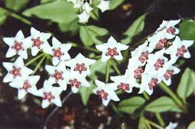 Many plants have waxy leaves that are covered in a substance called cutin. Hoya Bella Buy It Now