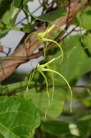 Image result for Trochomeria macrocarpa