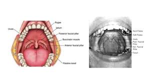 We did not find results for: Oral Cavity 25 Ppt Download
