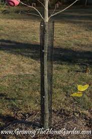 Check spelling or type a new query. Pin By Growing The Home Garden On Pests Diseases And Garden Problems Deer Resistant Garden Tree Trees To Plant
